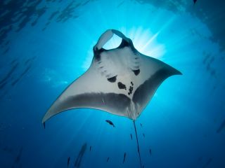 Raie manta